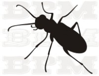 /album/hmyz/hmyz-35-jpg/